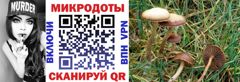 Купить где  Миллерово  Псилоцибиновые грибы Cubensis 